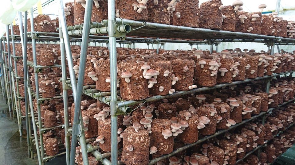 北海道下川町地域おこし協力隊 「菌床しいたけ生産施設の幹部候補者」を募集！